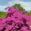Bougainvilla in full bloom
