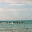 Flamingos